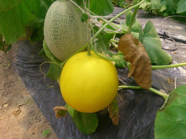 vườn dua lưới