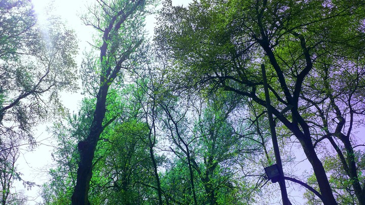 tree
