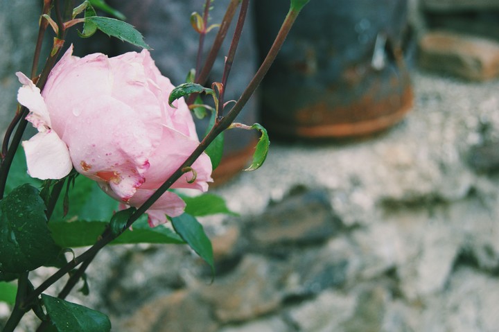 Rose
