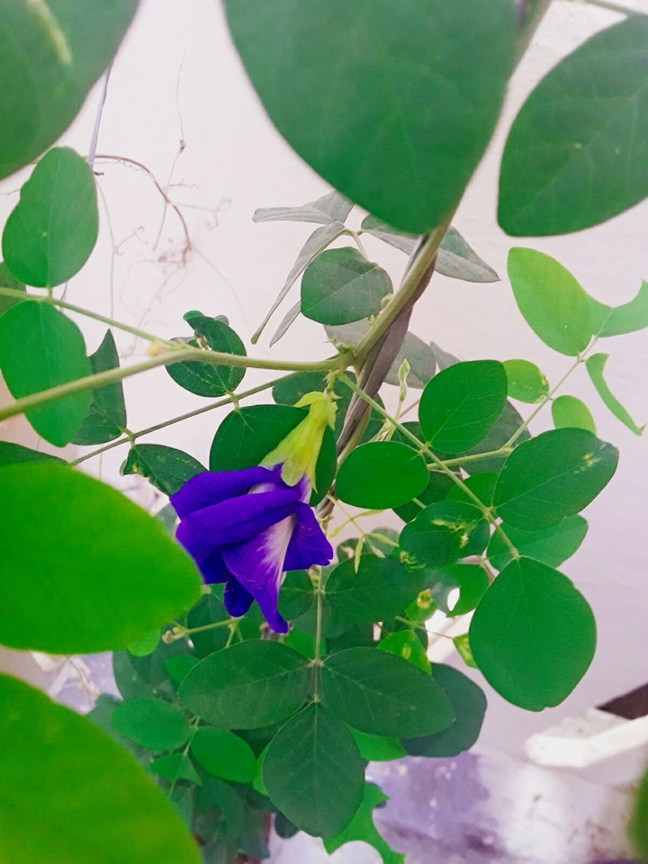 Purple ♡ White