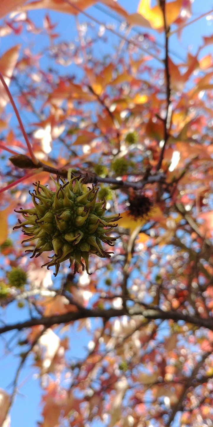 Maple