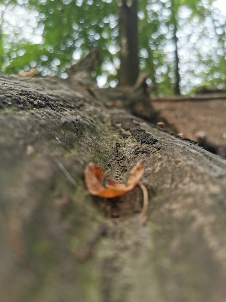 nature