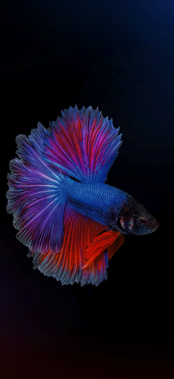 Betta