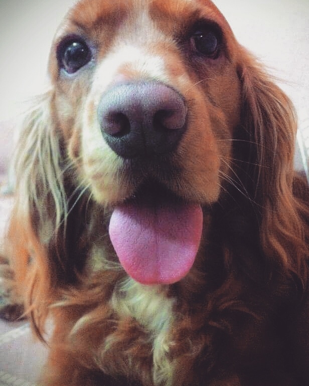 Canelito