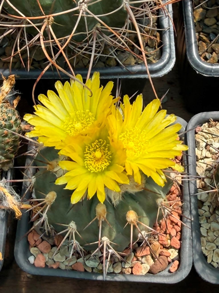 Thorns,_spines,_and_prickles, Flowerpot, Cactus