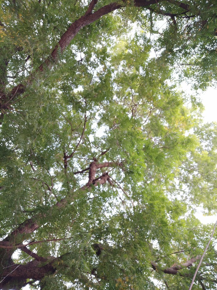Neem Tree