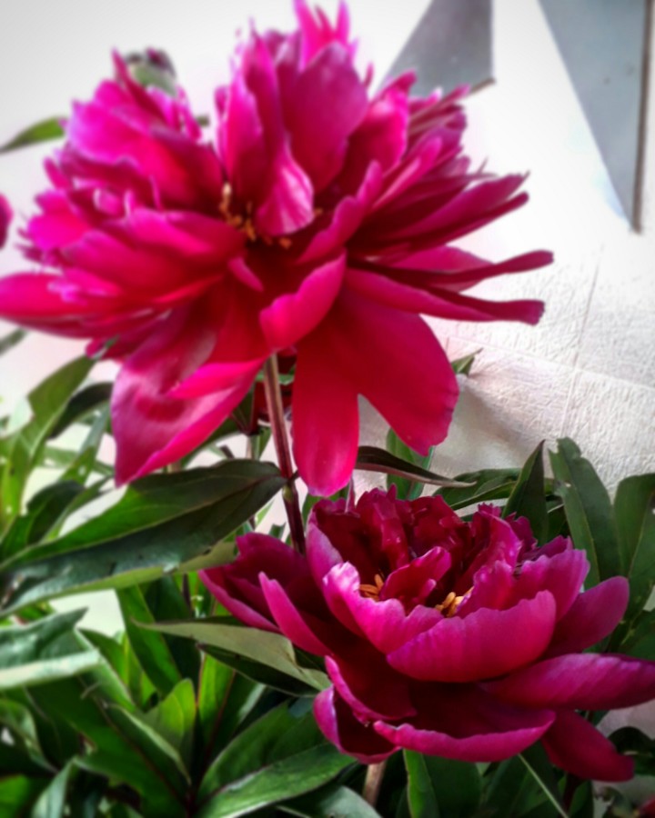 peony