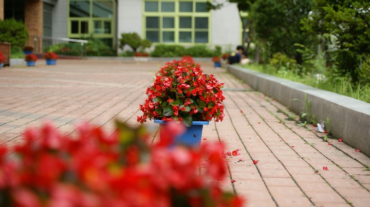 RED FLOWERS