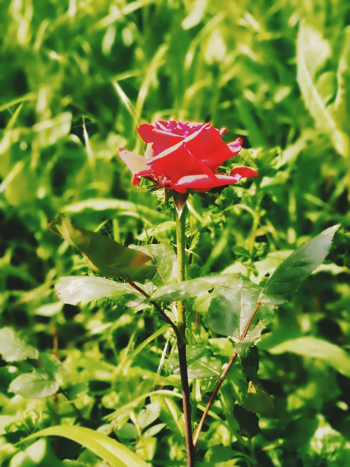 rose