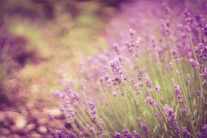 lavanda