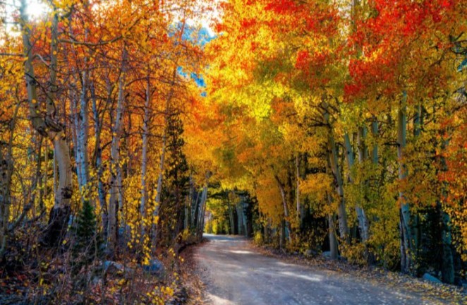 ~ Nature