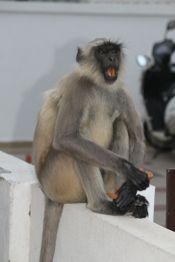 monkey
