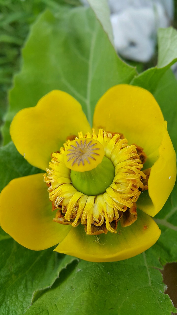 Water lily