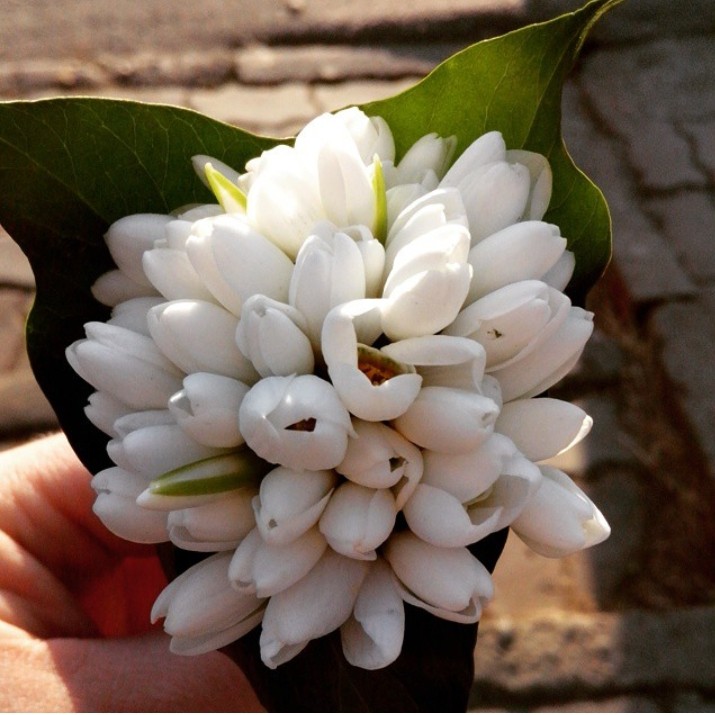 подснежники