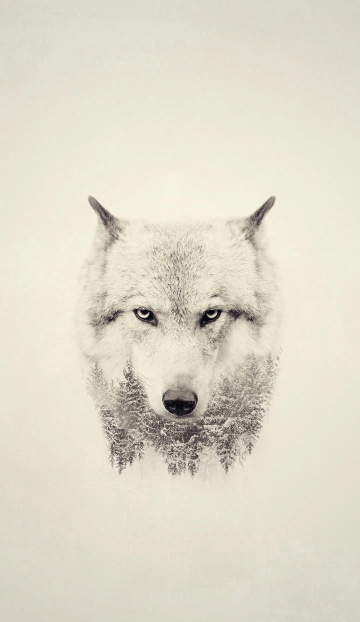 wolf