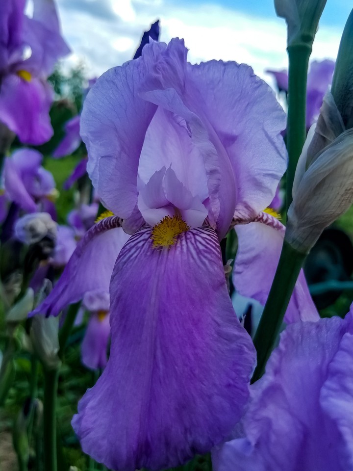 Iris