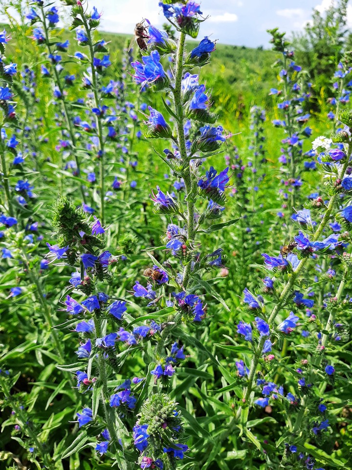 summer field