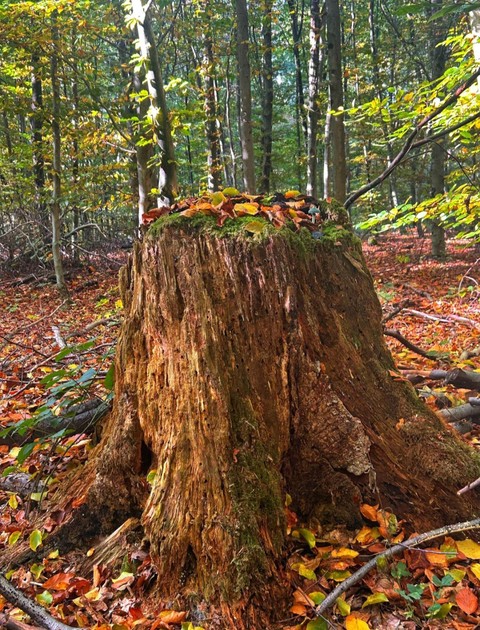 groundcover, trunk háttérképek