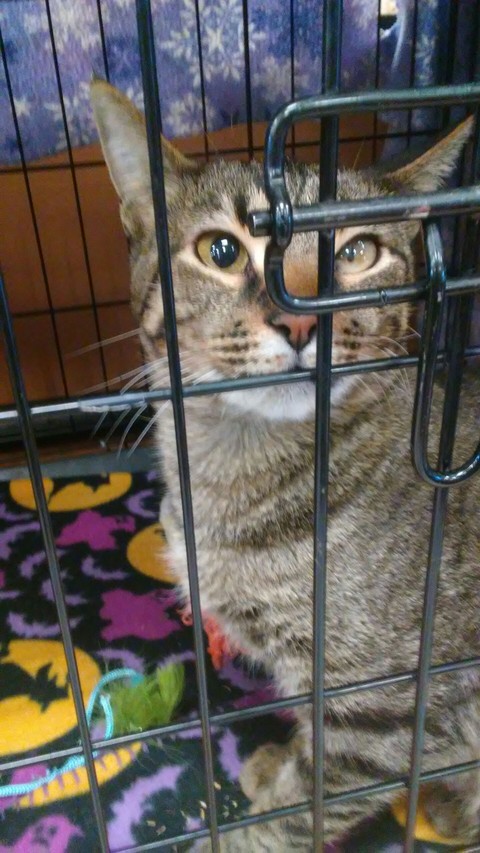 blind cat