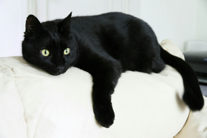 black cat lying