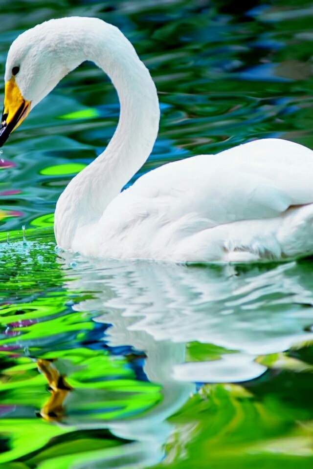 swan