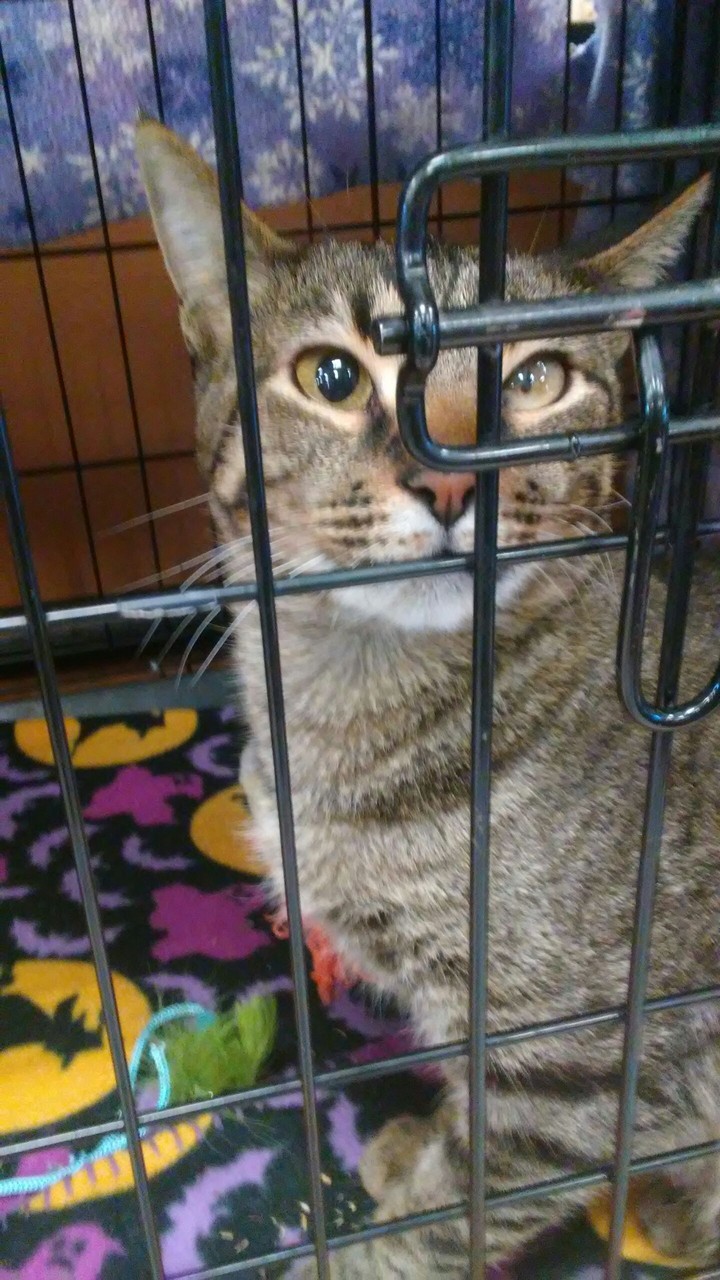 blind cat