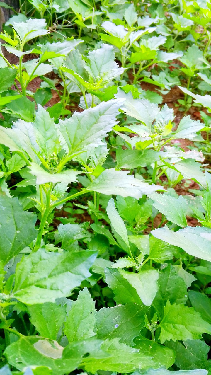 plant beauty