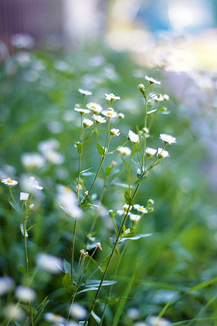 flowers