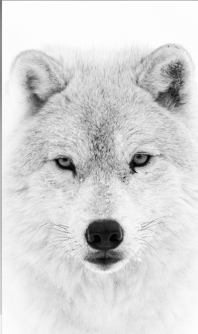 wolf