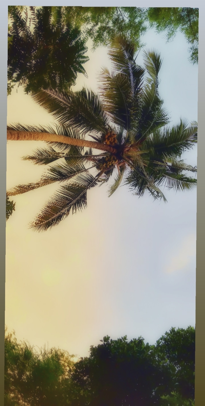 coconut tree