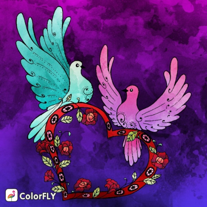 lovely Birds❤️