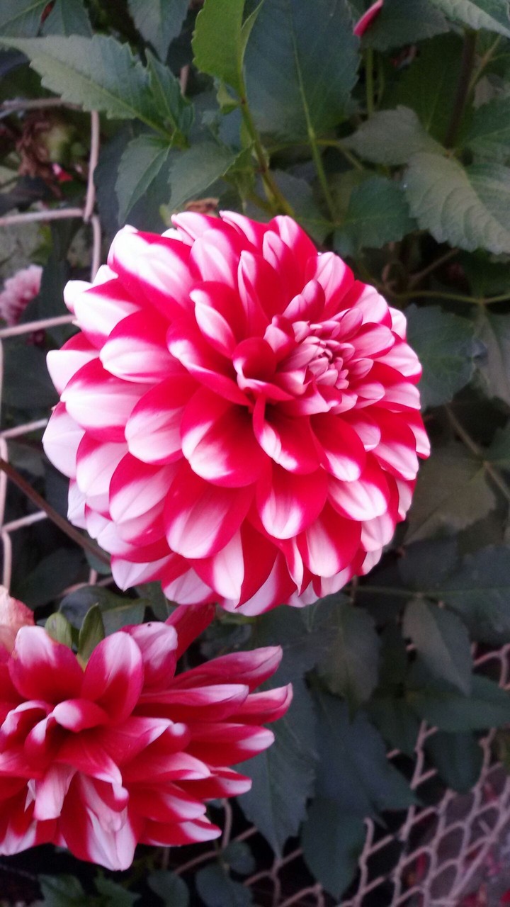 flowers