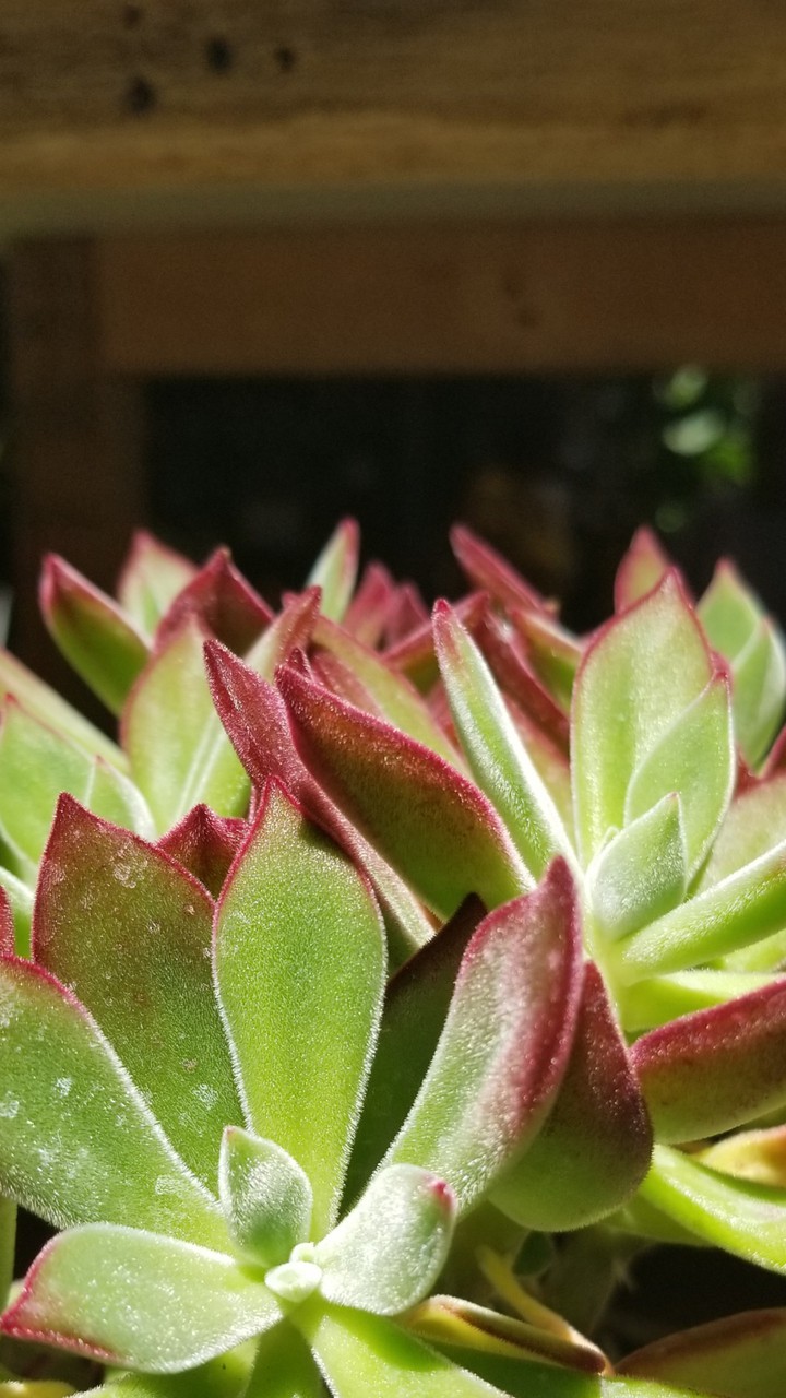 Red Velvet Echeveria