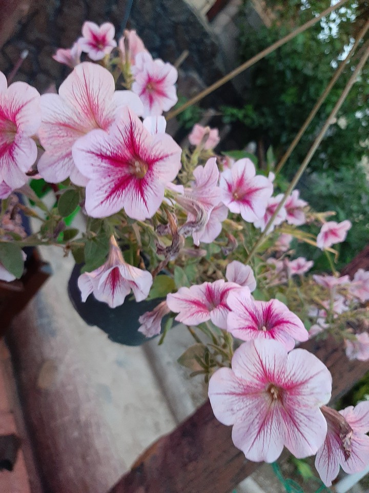 flower part