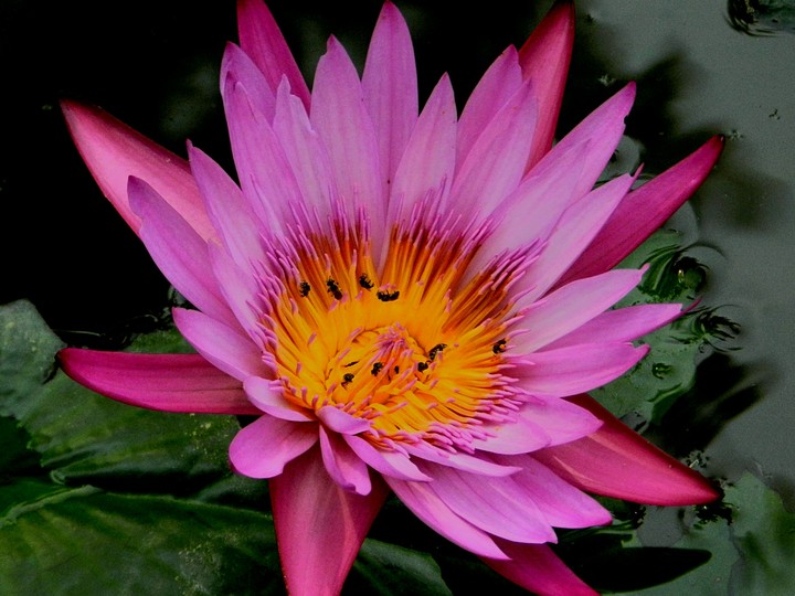 lotus