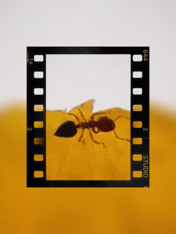ant