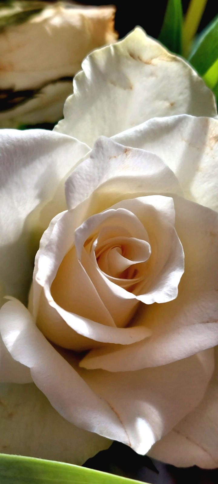 delicate curves