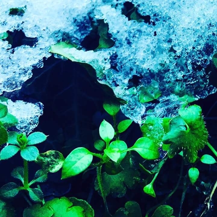 Ice and green