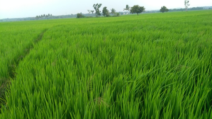 paddy land