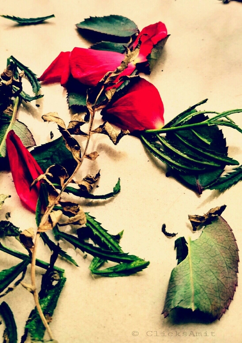 rose leave