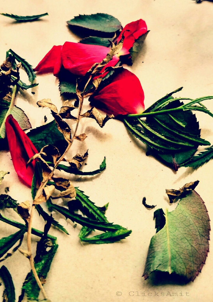 rose leave