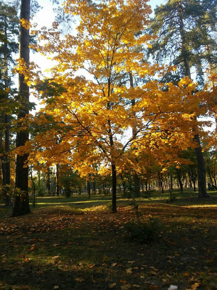 Park