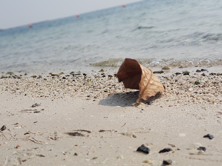 Morning sea?
