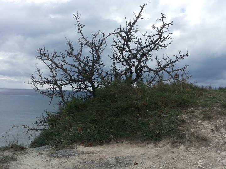 Tree.