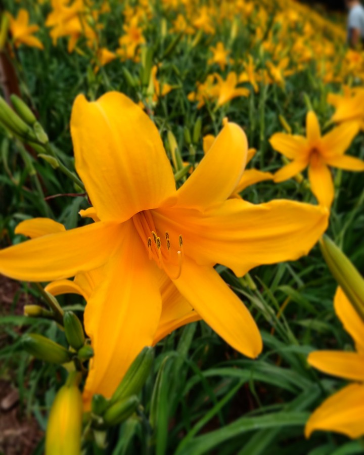 orange daylily
