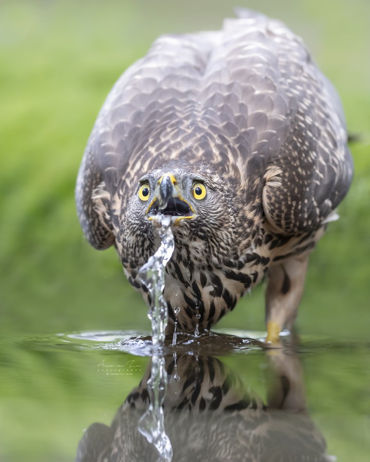 Thirsty...
by Arno van Zon