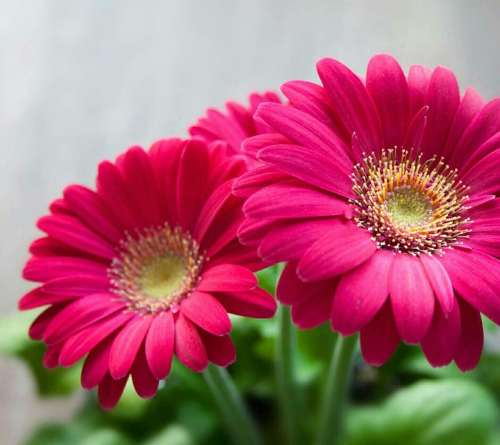 this is my flowering plant