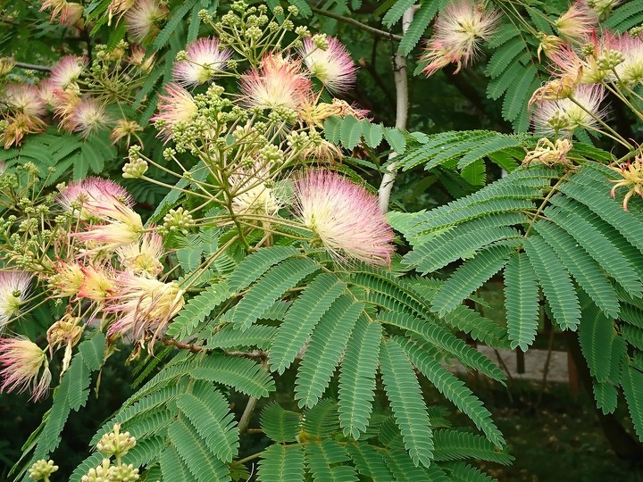 blossom