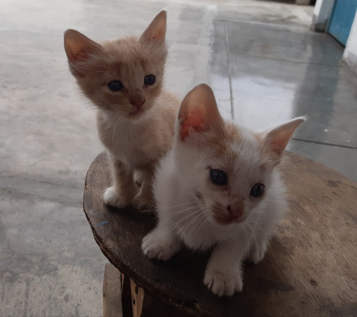 Gringita y su hermanito..Blanquito