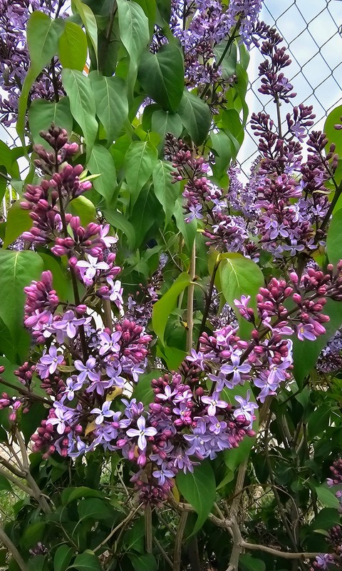 papéis de parede spring, purple